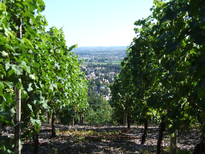  Climb three of the most beautiful and interesting vineyards in the region on ... 