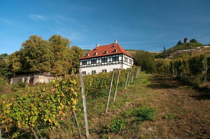  Petite randonnée viticole guidée avec dégustation de 3 vins 