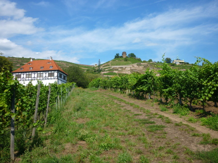 Weinberge in der Oberlößnitz Weinberge in der Oberlößnitz in Radebeul