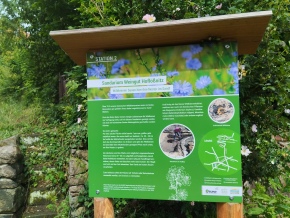  Apprenez-en plus sur les habitats des abeilles sauvages au cours d'une promenade 