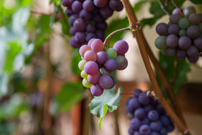  Wiedza o winie połączona z degustacją dobrych win 