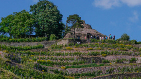 Tag des offenen Weinberges in Radebeul

