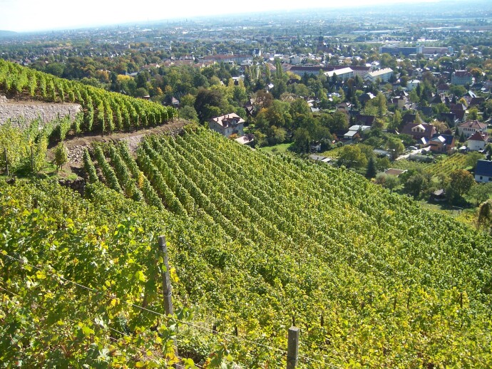  Pěší túra po vinicích v Radebeulu. 