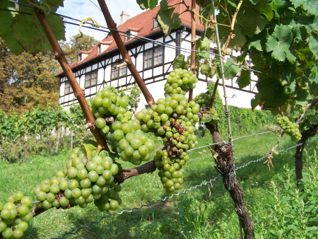 Hoflößnitz und Trauben in Radebeul